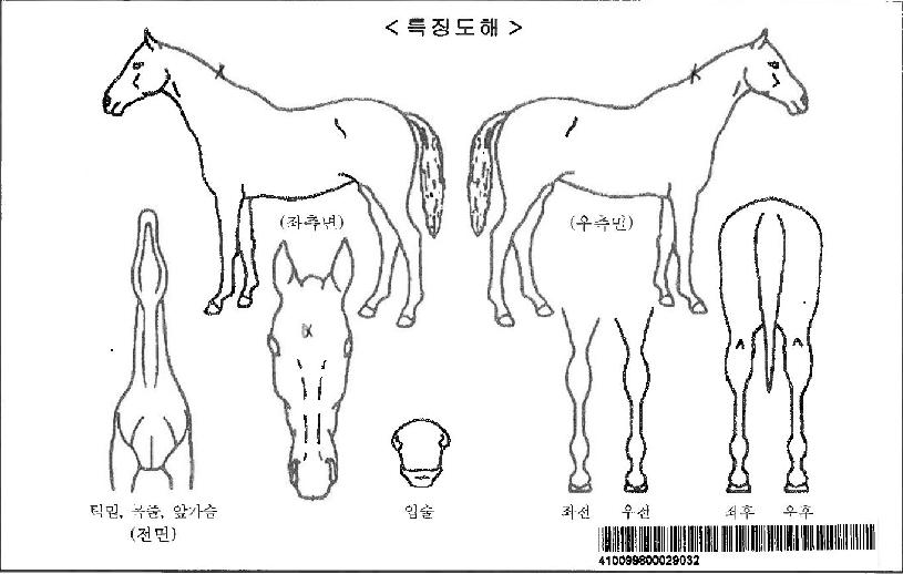 Àª¸µ¹Ì½ºÀÚ¸¶ÀÇ Ãø¸é,¿ì¸é,µÞ¸é,µÎ»ó,´Ù¸®ÀÇ Æ¯Â¡µµÇØ