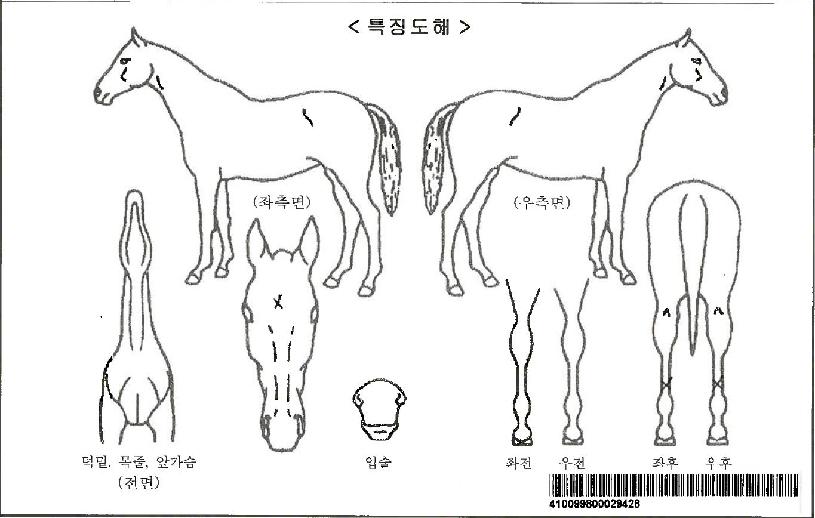 ¸¸µ¨¸®³ªÀÚ¸¶ÀÇ Ãø¸é,¿ì¸é,µÞ¸é,µÎ»ó,´Ù¸®ÀÇ Æ¯Â¡µµÇØ