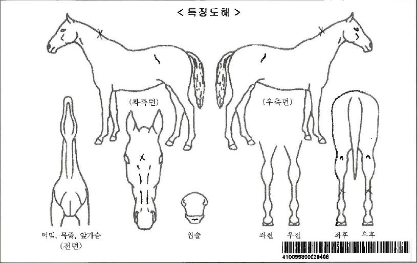 ����Ʈ�����ڸ��� ����,���,�޸�,�λ�,�ٸ��� Ư¡����