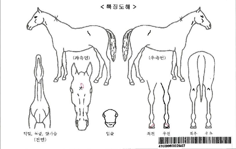 �����̿����ڸ��� ����,���,�޸�,�λ�,�ٸ��� Ư¡����