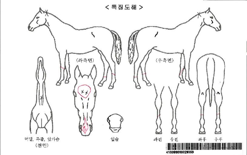 ÆÛ½ºÆ®ºñÆ®·¹À̾óÀÚ¸¶ÀÇ Ãø¸é,¿ì¸é,µÞ¸é,µÎ»ó,´Ù¸®ÀÇ Æ¯Â¡µµÇØ