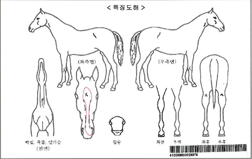 ¿À¶Ò¿À¶ÒÀÌÀÚ¸¶ÀÇ Ãø¸é,¿ì¸é,µÞ¸é,µÎ»ó,´Ù¸®ÀÇ Æ¯Â¡µµÇØ