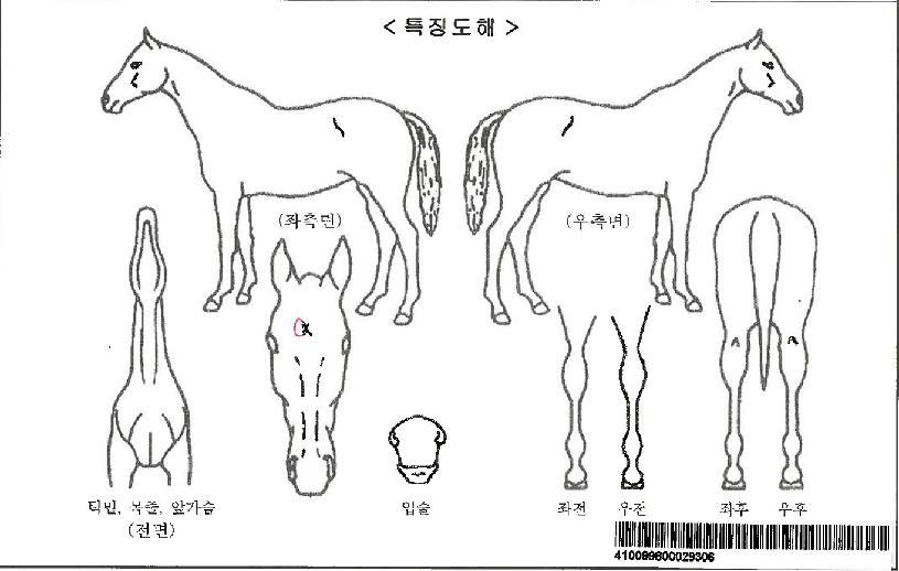 õµÕ¿À¸§ÀÚ¸¶ÀÇ Ãø¸é,¿ì¸é,µÞ¸é,µÎ»ó,´Ù¸®ÀÇ Æ¯Â¡µµÇØ