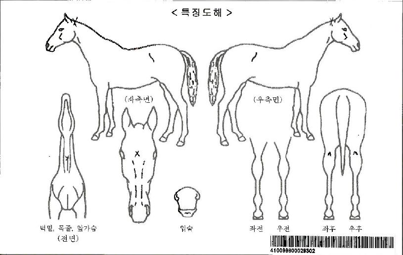 ·¯ºí¸®¶ó¶óÀÚ¸¶ÀÇ Ãø¸é,¿ì¸é,µÞ¸é,µÎ»ó,´Ù¸®ÀÇ Æ¯Â¡µµÇØ