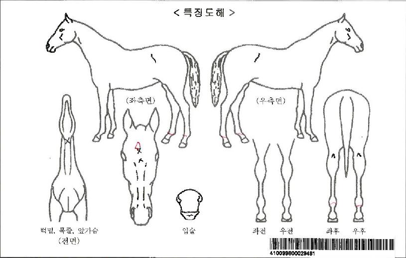 ���۷������ڸ��� ����,���,�޸�,�λ�,�ٸ��� Ư¡����