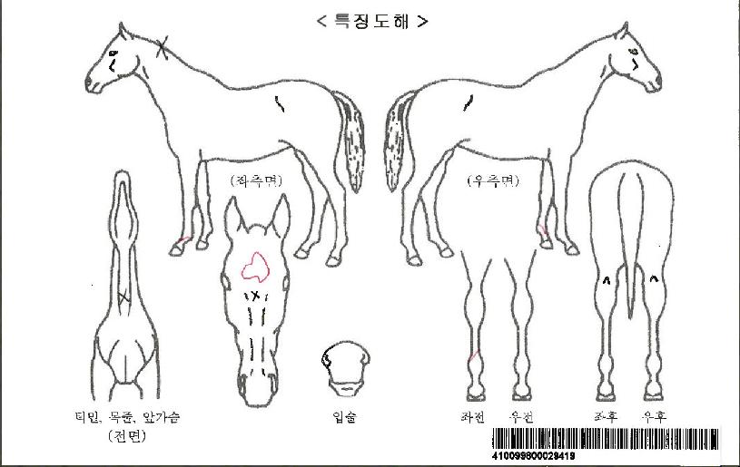½ºÅ©·çÀÌÀÚ¸¶ÀÇ Ãø¸é,¿ì¸é,µÞ¸é,µÎ»ó,´Ù¸®ÀÇ Æ¯Â¡µµÇØ