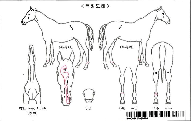 ���̷�������ڸ��� ����,���,�޸�,�λ�,�ٸ��� Ư¡����