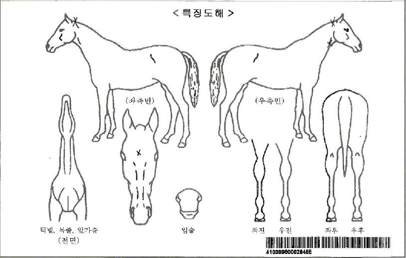 °ñµå¶óÀÎÀÚ¸¶ÀÇ Ãø¸é,¿ì¸é,µÞ¸é,µÎ»ó,´Ù¸®ÀÇ Æ¯Â¡µµÇØ