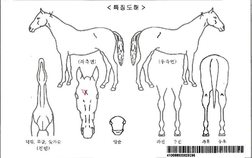 ¿£µé¸®½ºÇì·ÎÀÎÀÚ¸¶ÀÇ Ãø¸é,¿ì¸é,µÞ¸é,µÎ»ó,´Ù¸®ÀÇ Æ¯Â¡µµÇØ