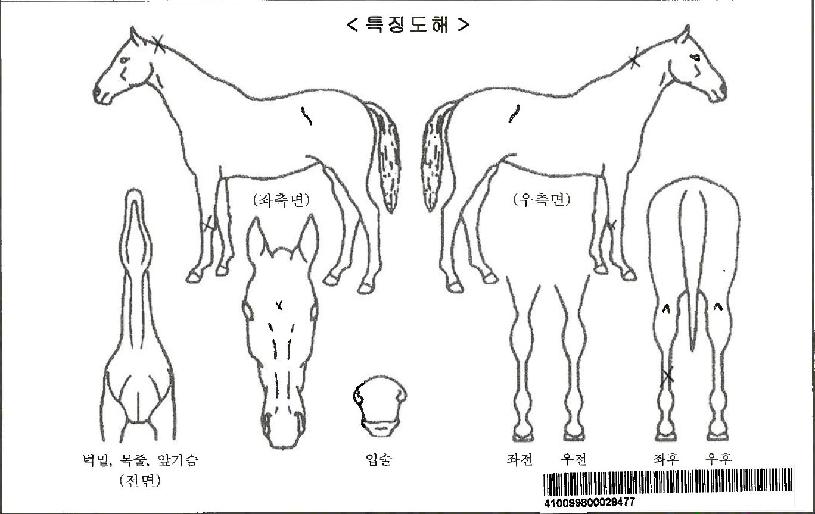 ¸¶ÀÌºí·¢ÀÚ¸¶ÀÇ Ãø¸é,¿ì¸é,µÞ¸é,µÎ»ó,´Ù¸®ÀÇ Æ¯Â¡µµÇØ