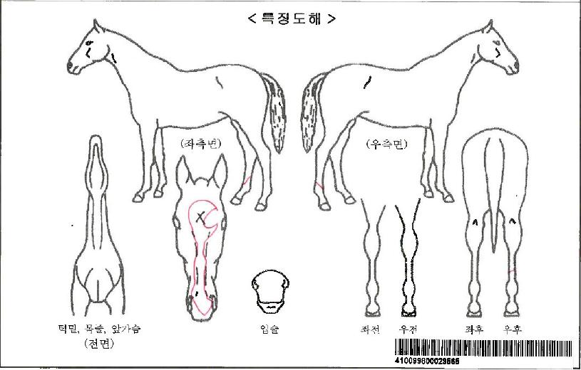 Á¶ÀÌÇ®·ê·¯ÀÚ¸¶ÀÇ Ãø¸é,¿ì¸é,µÞ¸é,µÎ»ó,´Ù¸®ÀÇ Æ¯Â¡µµÇØ