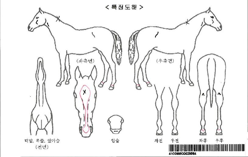 �»��½�ڸ��� ����,���,�޸�,�λ�,�ٸ��� Ư¡����