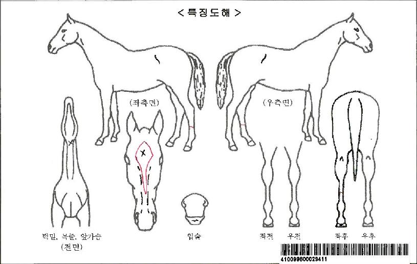 �������屺�ڸ��� ����,���,�޸�,�λ�,�ٸ��� Ư¡����