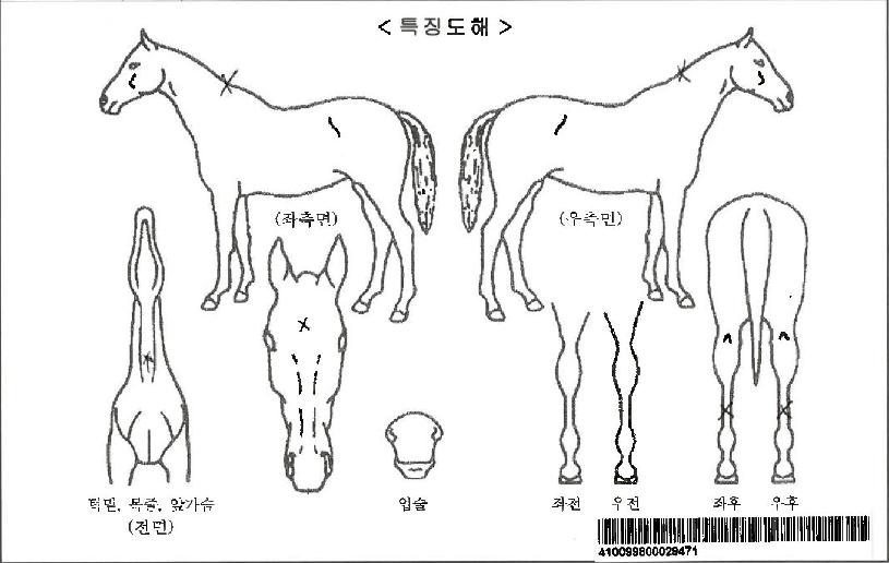 ����Ƽ���ڸ��� ����,���,�޸�,�λ�,�ٸ��� Ư¡����