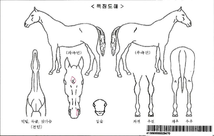 ����Ƽ���ڸ��� ����,���,�޸�,�λ�,�ٸ��� Ư¡����