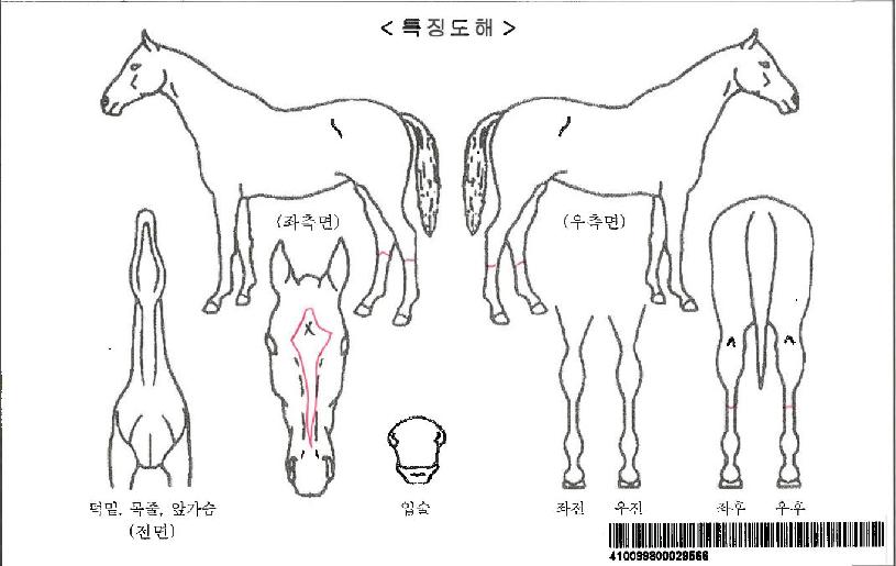 �����Ǽ��ڸ��� ����,���,�޸�,�λ�,�ٸ��� Ư¡����