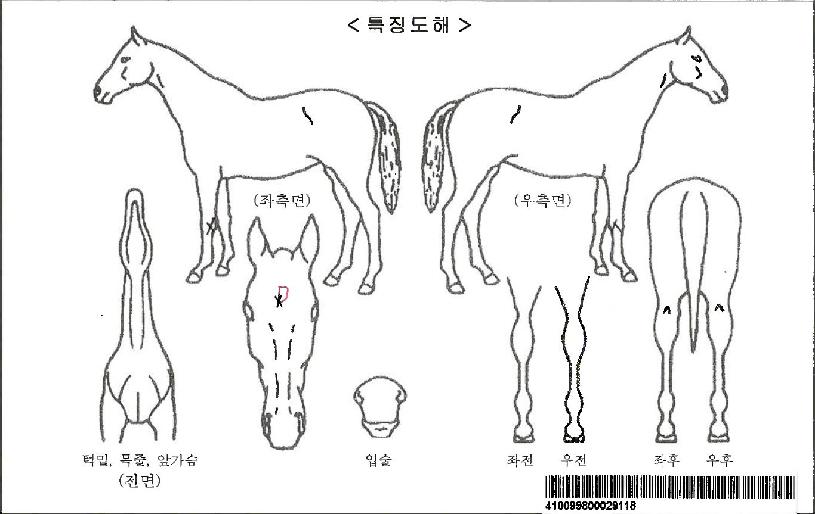 ���������ϸ��ڸ��� ����,���,�޸�,�λ�,�ٸ��� Ư¡����