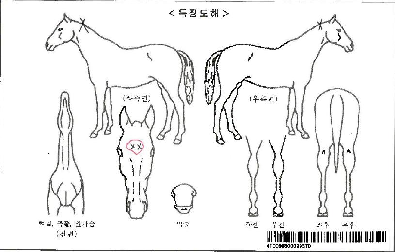 ½º¸¶Æ¼±Û·Î¸®ÀÚ¸¶ÀÇ Ãø¸é,¿ì¸é,µÞ¸é,µÎ»ó,´Ù¸®ÀÇ Æ¯Â¡µµÇØ