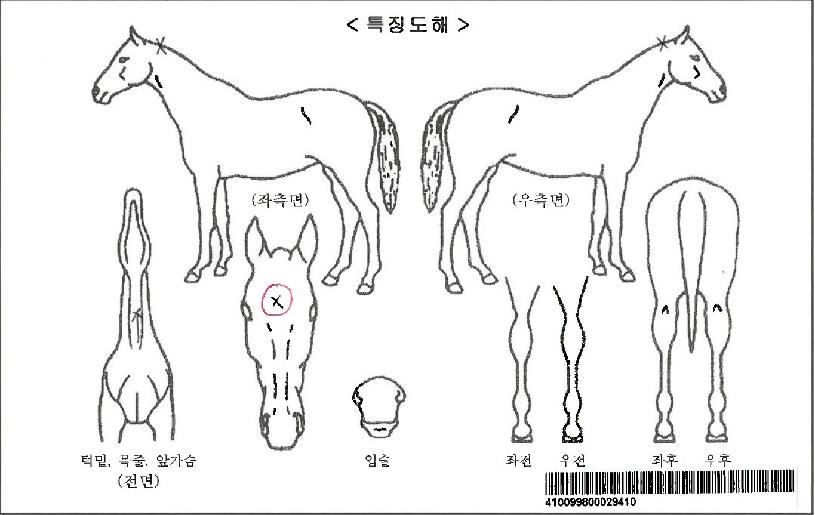 �����Ž��ڸ��� ����,���,�޸�,�λ�,�ٸ��� Ư¡����