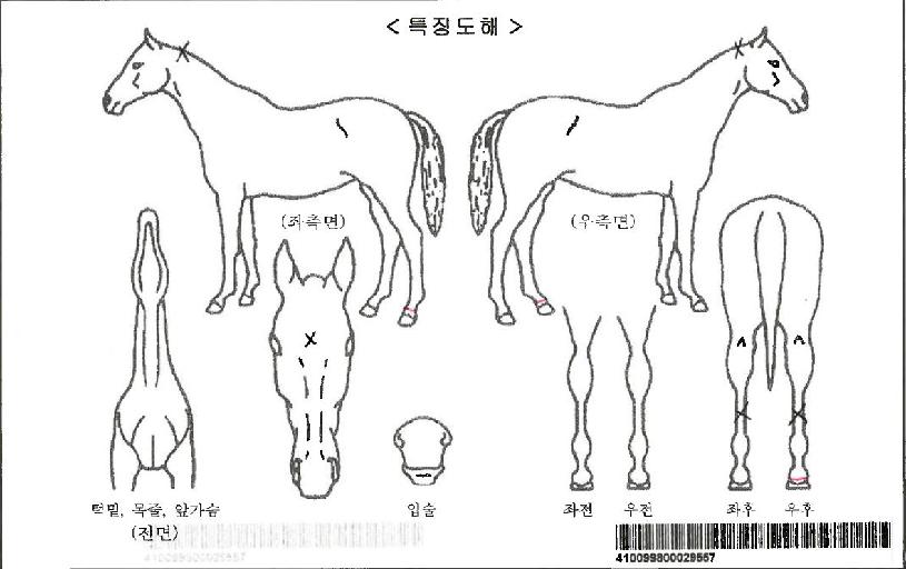 ¿¡À̽ººÕÀÚ¸¶ÀÇ Ãø¸é,¿ì¸é,µÞ¸é,µÎ»ó,´Ù¸®ÀÇ Æ¯Â¡µµÇØ