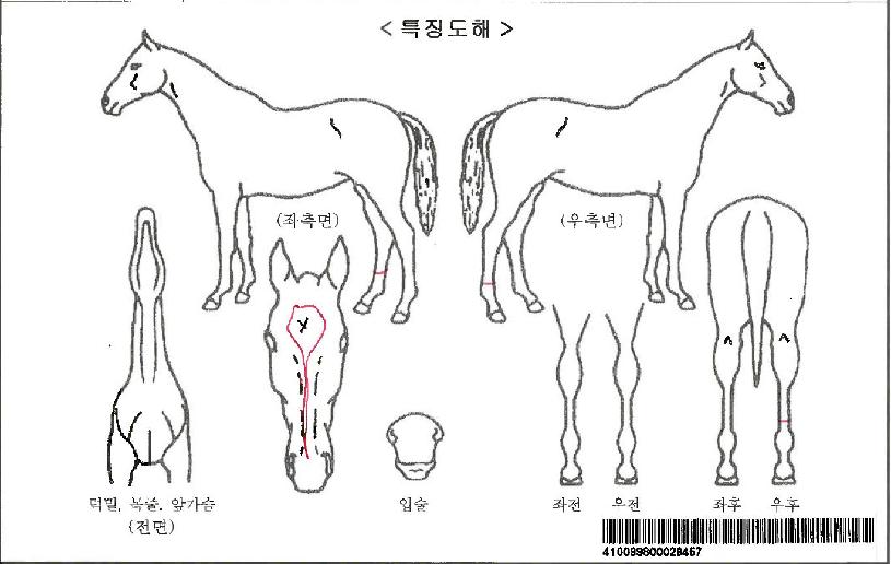 ÄýÅ©¸¯Ä¹ÀÚ¸¶ÀÇ Ãø¸é,¿ì¸é,µÞ¸é,µÎ»ó,´Ù¸®ÀÇ Æ¯Â¡µµÇØ