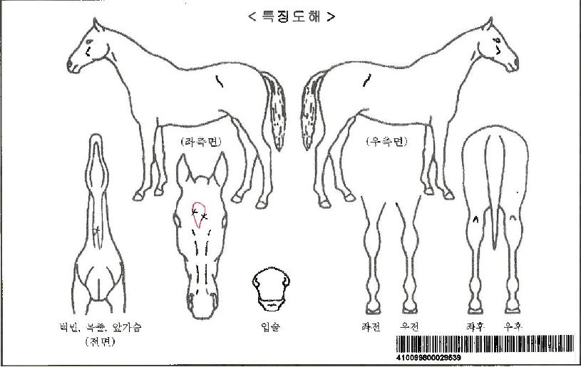 Çູõ»çÀÚ¸¶ÀÇ Ãø¸é,¿ì¸é,µÞ¸é,µÎ»ó,´Ù¸®ÀÇ Æ¯Â¡µµÇØ