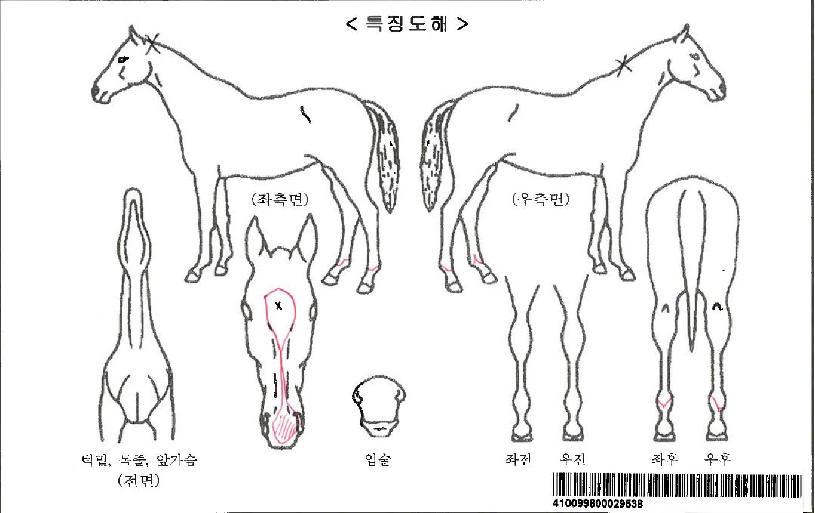 ÇÎÅ©ºí·¹À̵åÀÚ¸¶ÀÇ Ãø¸é,¿ì¸é,µÞ¸é,µÎ»ó,´Ù¸®ÀÇ Æ¯Â¡µµÇØ