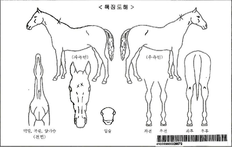 »ê¹æ¹ÌÀÎÀÚ¸¶ÀÇ Ãø¸é,¿ì¸é,µÞ¸é,µÎ»ó,´Ù¸®ÀÇ Æ¯Â¡µµÇØ