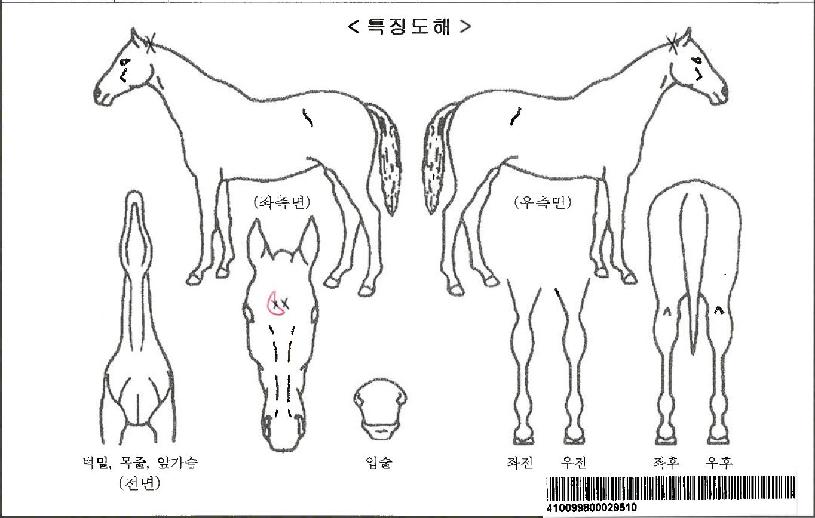 ¼¶ó¹ú°øÁÖÀÚ¸¶ÀÇ Ãø¸é,¿ì¸é,µÞ¸é,µÎ»ó,´Ù¸®ÀÇ Æ¯Â¡µµÇØ