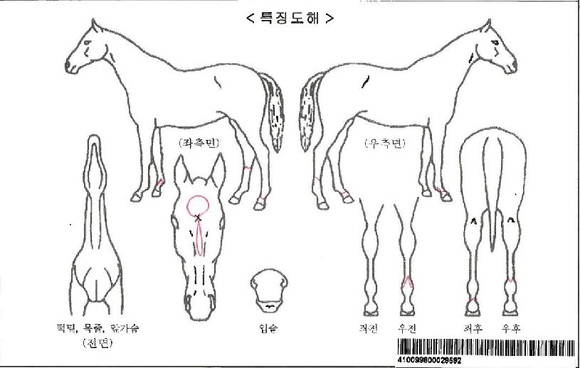 ÇÖ½´°Åº£À̺êÀÚ¸¶ÀÇ Ãø¸é,¿ì¸é,µÞ¸é,µÎ»ó,´Ù¸®ÀÇ Æ¯Â¡µµÇØ