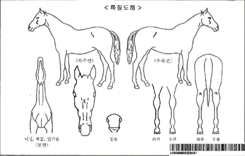 ½Ì°¡Æ÷¸£ÆÄƼÀÚ¸¶ÀÇ Ãø¸é,¿ì¸é,µÞ¸é,µÎ»ó,´Ù¸®ÀÇ Æ¯Â¡µµÇØ