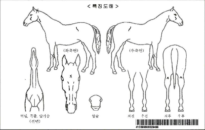 Ư�����ڸ��� ����,���,�޸�,�λ�,�ٸ��� Ư¡����