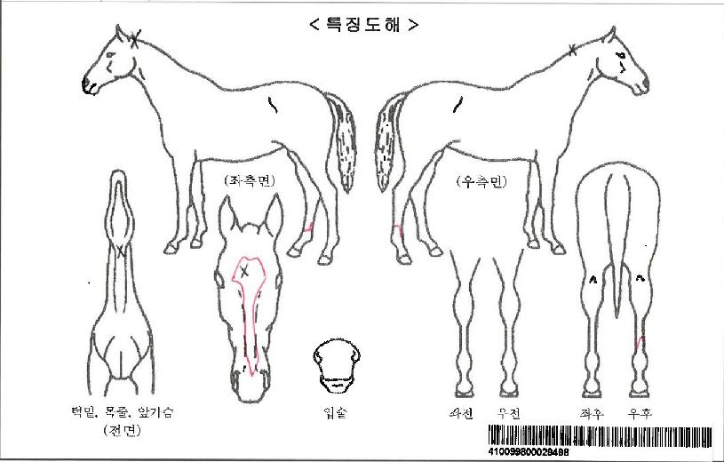´ÚÅÍÆÄÇǾƴ©ÀÚ¸¶ÀÇ Ãø¸é,¿ì¸é,µÞ¸é,µÎ»ó,´Ù¸®ÀÇ Æ¯Â¡µµÇØ