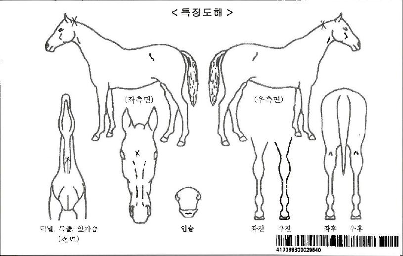 Ŭ¸®¾î°ËÀÚ¸¶ÀÇ Ãø¸é,¿ì¸é,µÞ¸é,µÎ»ó,´Ù¸®ÀÇ Æ¯Â¡µµÇØ