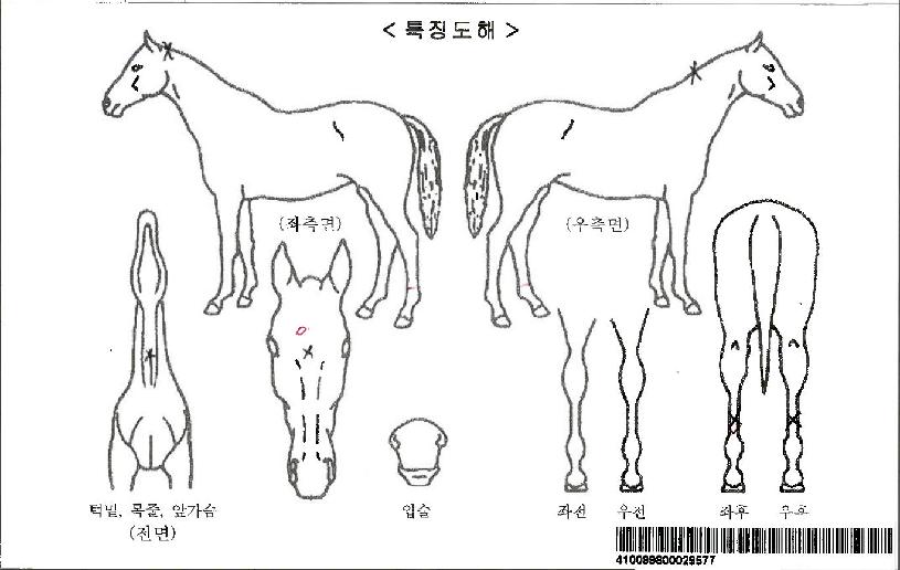 ����������ϵ��ڸ��� ����,���,�޸�,�λ�,�ٸ��� Ư¡����