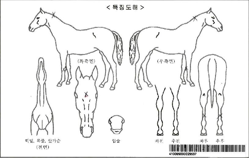 ����Ǯ�����ڸ��� ����,���,�޸�,�λ�,�ٸ��� Ư¡����