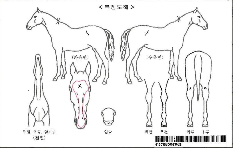 Èñ¸Á°¡µæÀÚ¸¶ÀÇ Ãø¸é,¿ì¸é,µÞ¸é,µÎ»ó,´Ù¸®ÀÇ Æ¯Â¡µµÇØ