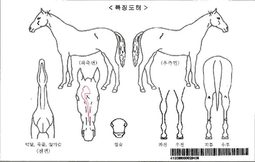µ¿³²´ë·ÎÀÚ¸¶ÀÇ Ãø¸é,¿ì¸é,µÞ¸é,µÎ»ó,´Ù¸®ÀÇ Æ¯Â¡µµÇØ