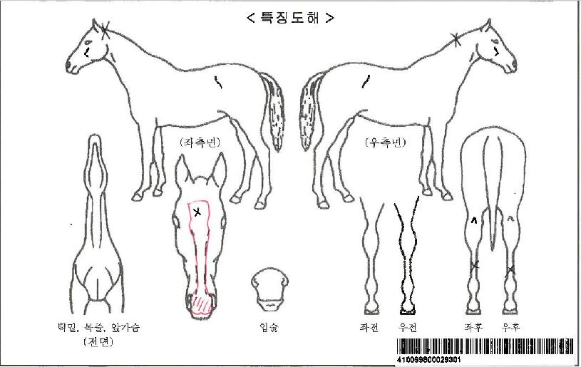 ���縶��Ÿ�ڸ��� ����,���,�޸�,�λ�,�ٸ��� Ư¡����