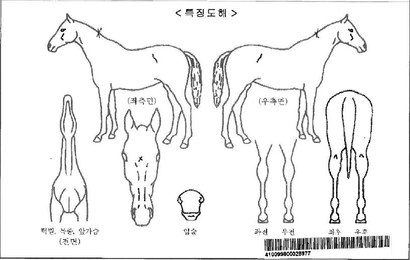 ���̵�ÿ���ڸ��� ����,���,�޸�,�λ�,�ٸ��� Ư¡����