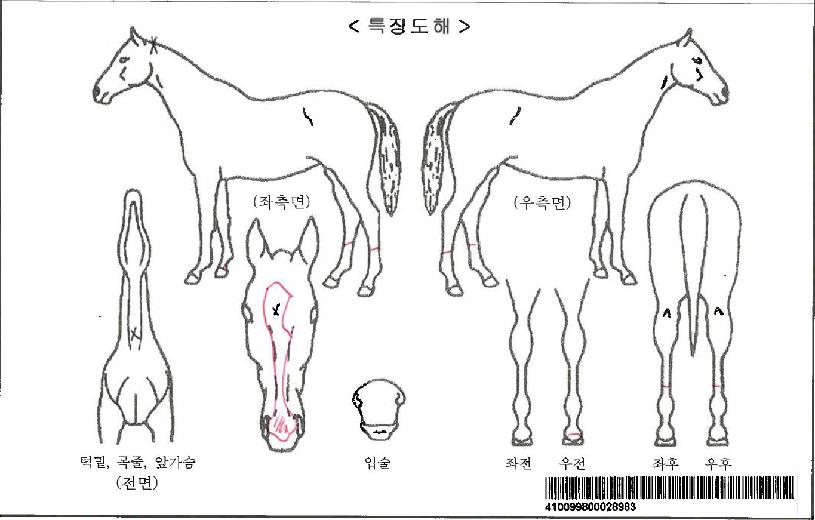 ���ʷ����ڸ��� ����,���,�޸�,�λ�,�ٸ��� Ư¡����