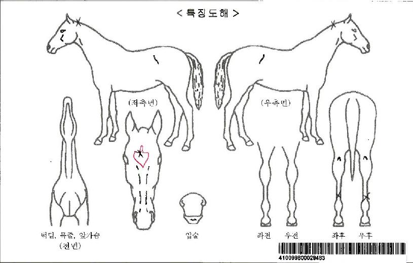 ¸®°É·¹À̵ðÀÚ¸¶ÀÇ Ãø¸é,¿ì¸é,µÞ¸é,µÎ»ó,´Ù¸®ÀÇ Æ¯Â¡µµÇØ