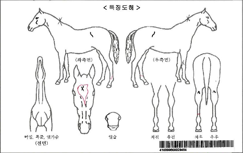 �����ΰ��ڸ��� ����,���,�޸�,�λ�,�ٸ��� Ư¡����