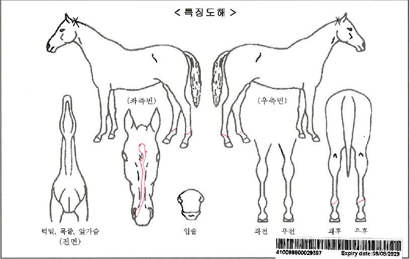 õ³âÀDZæÀÚ¸¶ÀÇ Ãø¸é,¿ì¸é,µÞ¸é,µÎ»ó,´Ù¸®ÀÇ Æ¯Â¡µµÇØ