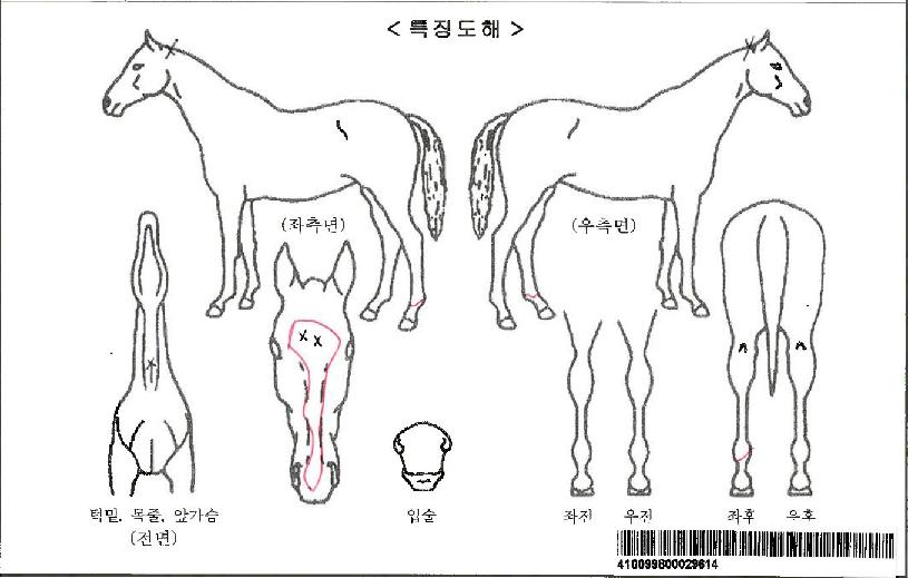 ���ǵ�������ڸ��� ����,���,�޸�,�λ�,�ٸ��� Ư¡����