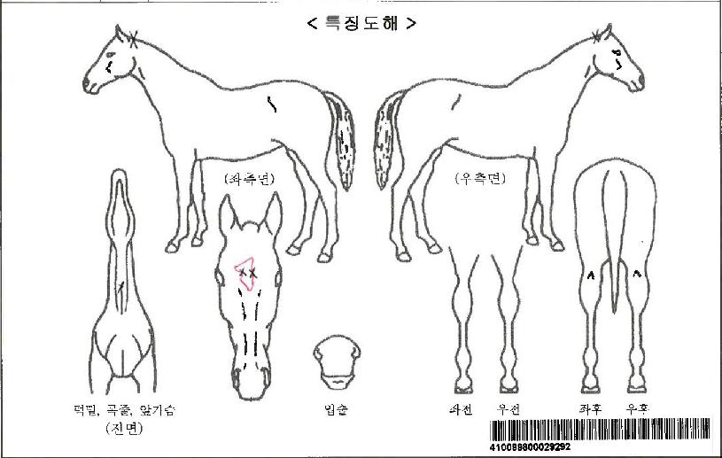 ÅäÃ÷¾îµ½½ºÀÚ¸¶ÀÇ Ãø¸é,¿ì¸é,µÞ¸é,µÎ»ó,´Ù¸®ÀÇ Æ¯Â¡µµÇØ