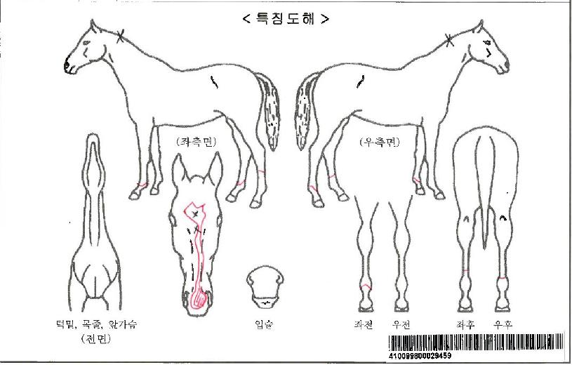 ±×·¹À̽ºÀÚ¸¶ÀÇ Ãø¸é,¿ì¸é,µÞ¸é,µÎ»ó,´Ù¸®ÀÇ Æ¯Â¡µµÇØ