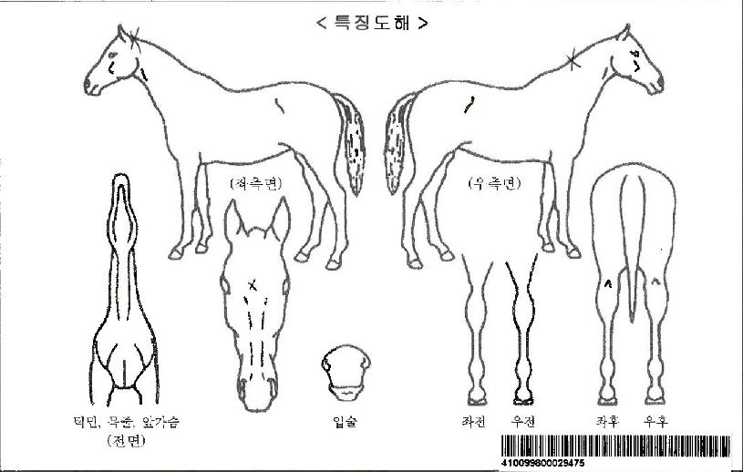 û¿îÁöº®ÀÚ¸¶ÀÇ Ãø¸é,¿ì¸é,µÞ¸é,µÎ»ó,´Ù¸®ÀÇ Æ¯Â¡µµÇØ