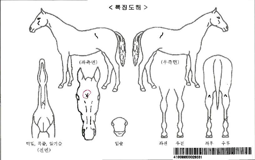 ���������ڸ��� ����,���,�޸�,�λ�,�ٸ��� Ư¡����