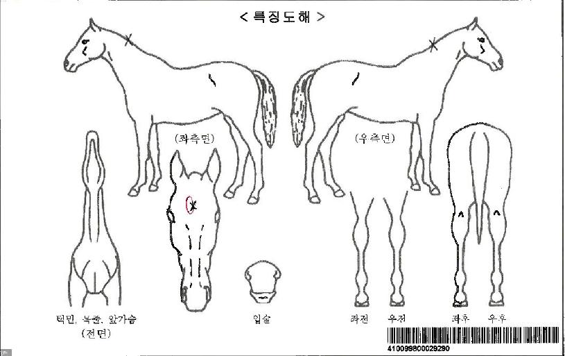 ¸»¸®ºÎ½ºÄ«ÀÌÀÚ¸¶ÀÇ Ãø¸é,¿ì¸é,µÞ¸é,µÎ»ó,´Ù¸®ÀÇ Æ¯Â¡µµÇØ